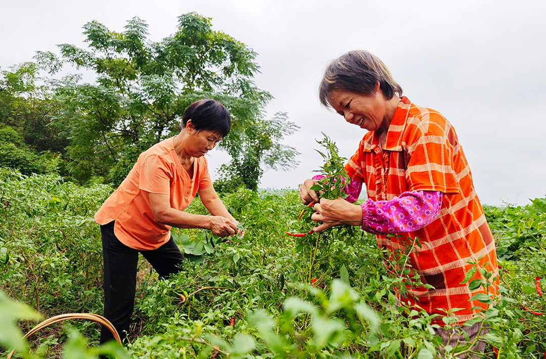 新田:金秋时节好收成 三味辣椒采摘忙