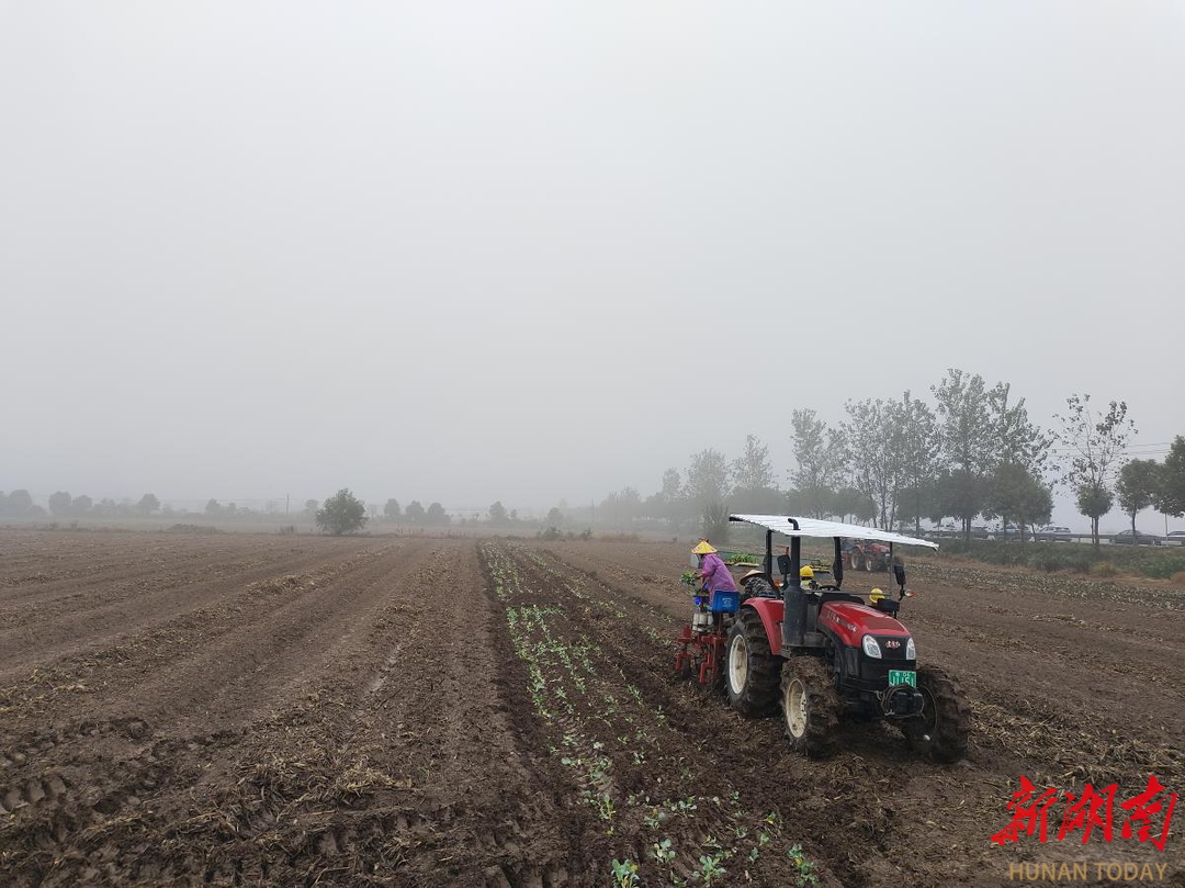 临湘市江南镇：机械织就“金花海”