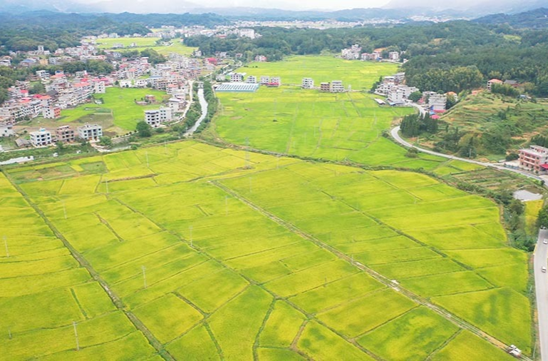 秋色醉田园