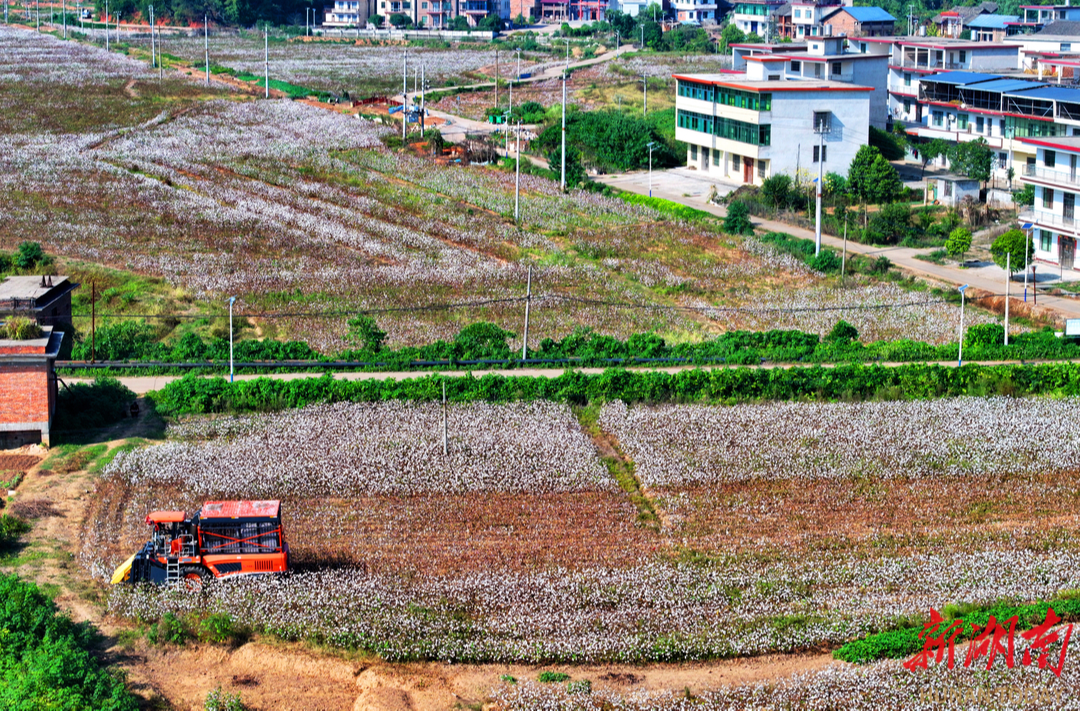 积极探索土壤修复与农业发展的双赢路径 常宁8万亩棉花喜迎丰收|湖南日报市州头条