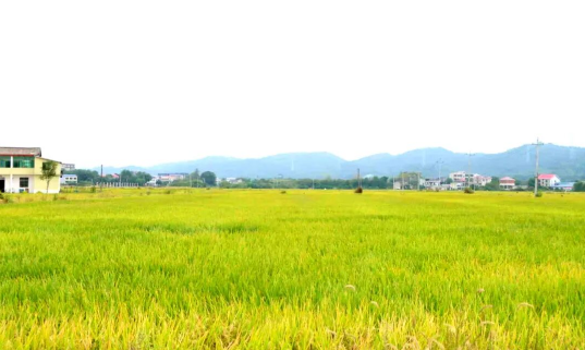 不止“吃饱”更要“吃好”！湘江新区4.23万亩晚稻进入丰收季