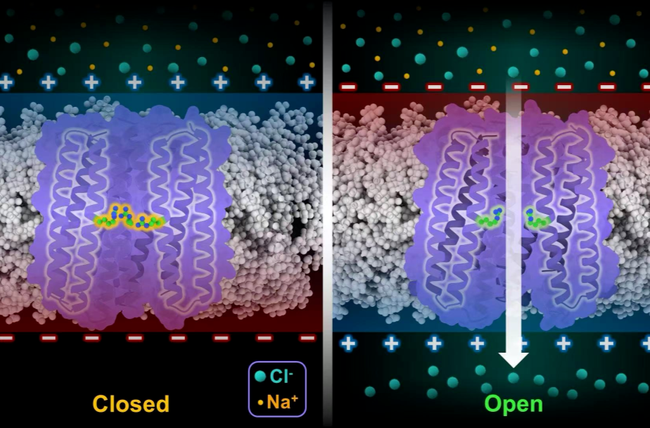 首次！首次！西湖大学再获重要突破
