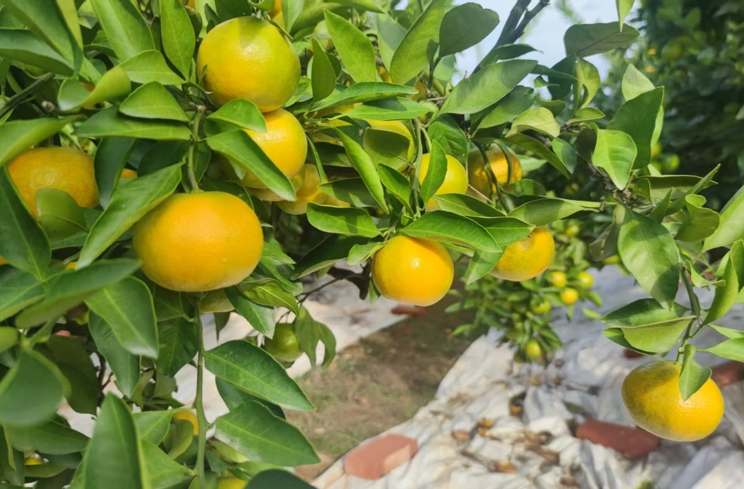 解困局 润金橘——“金秋助橘”护航县域富民产业稳健发展