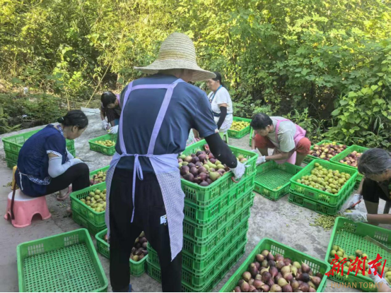 “无花果卖到马来西亚”  衡阳县文昌村:村集体经济突破百万元