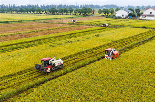 Yueyang Enters Peak Autumn Harvest Season