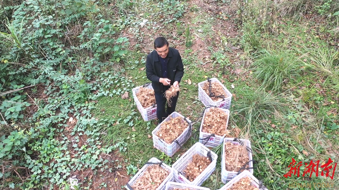 【乡村振兴进行时】 欣竺生态农业:黄精丰收首采超千吨   “林下黄金”赋能乡村振兴