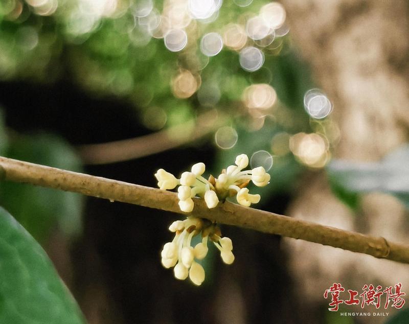 第二茬桂花初绽,本周末衡阳将迎来满城飘香