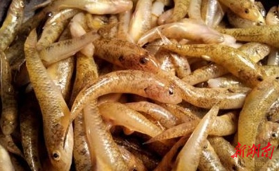 美文欣赏丨五道水的趴趴鱼