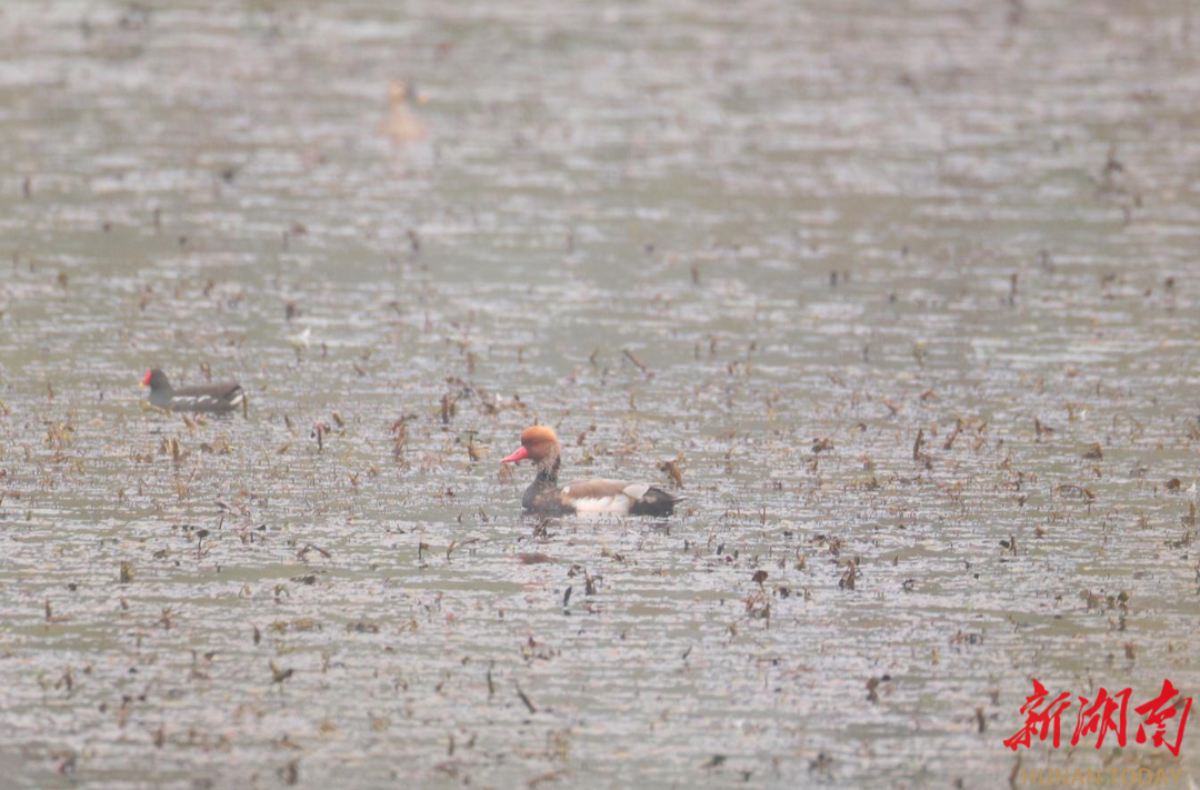 南县舵杆洲迎今年首批越冬候鸟 赤嘴潜鸭首次现身|湖南日报