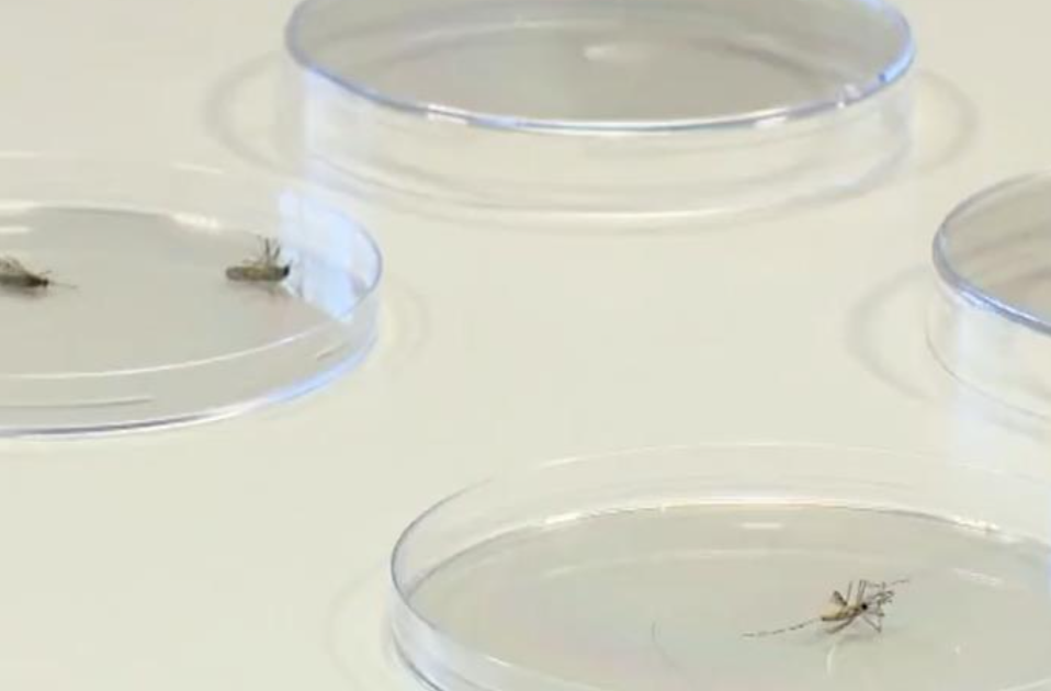 冰岛首次发现蚊子！大概率通过这种方式被带入