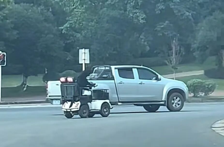 拉布拉多独自驾电动车上路？主人：有牛、马拉车，为啥不能狗开车？警方回应