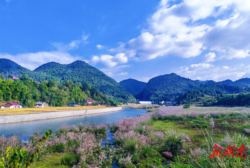 美文欣赏丨澧水南源有片芦苇荡