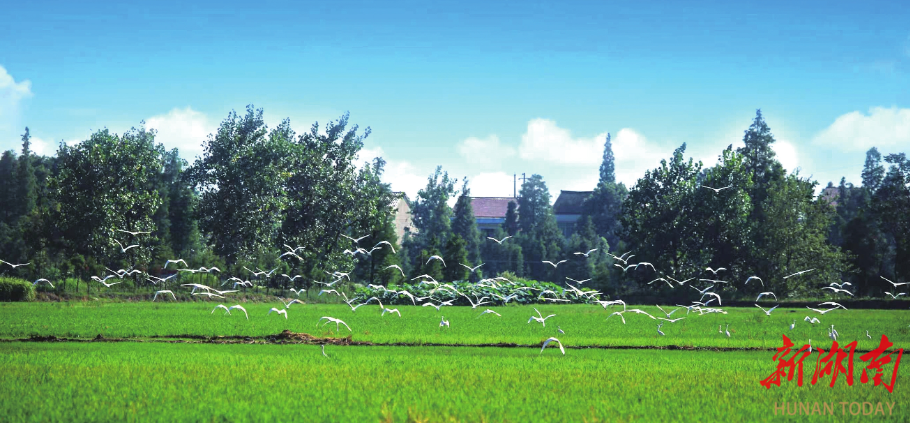 湖南3个湿地新获“国字号”生态名片|湖南日报