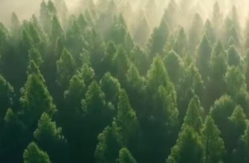 经纬线·绿色回响