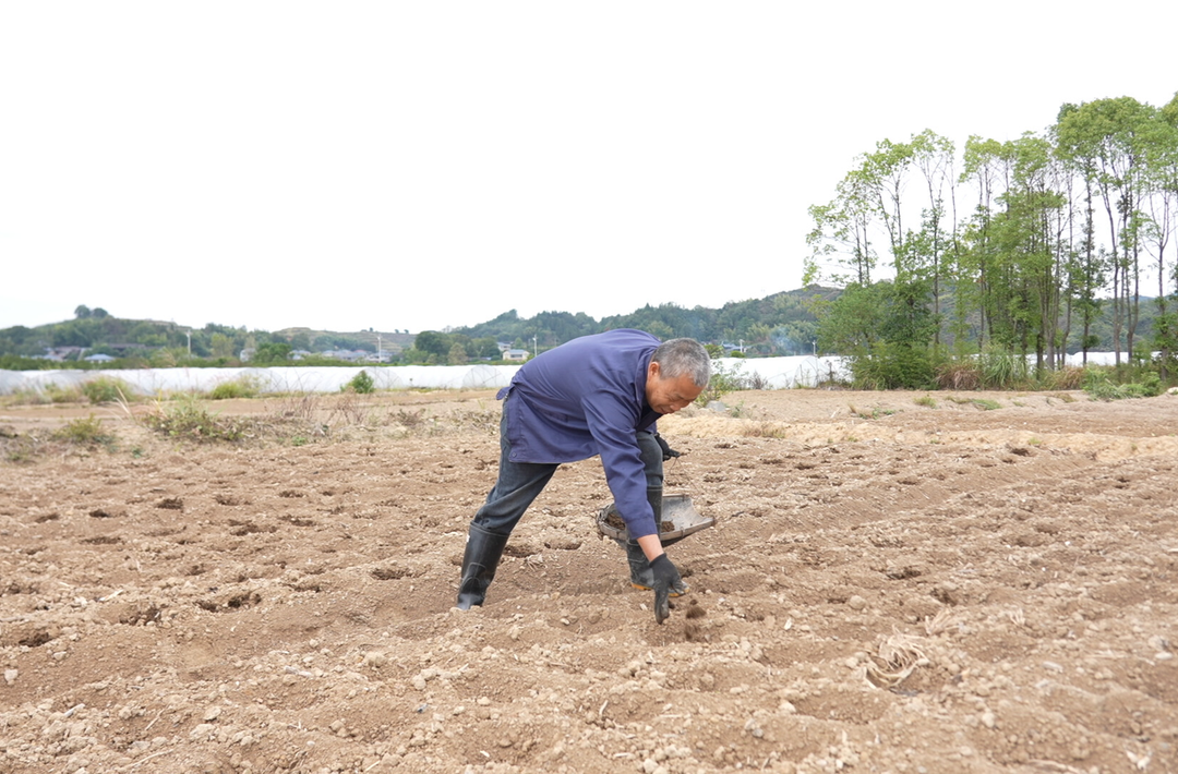 中方县：抢抓时令秋种忙，播下油菜“致富种”
