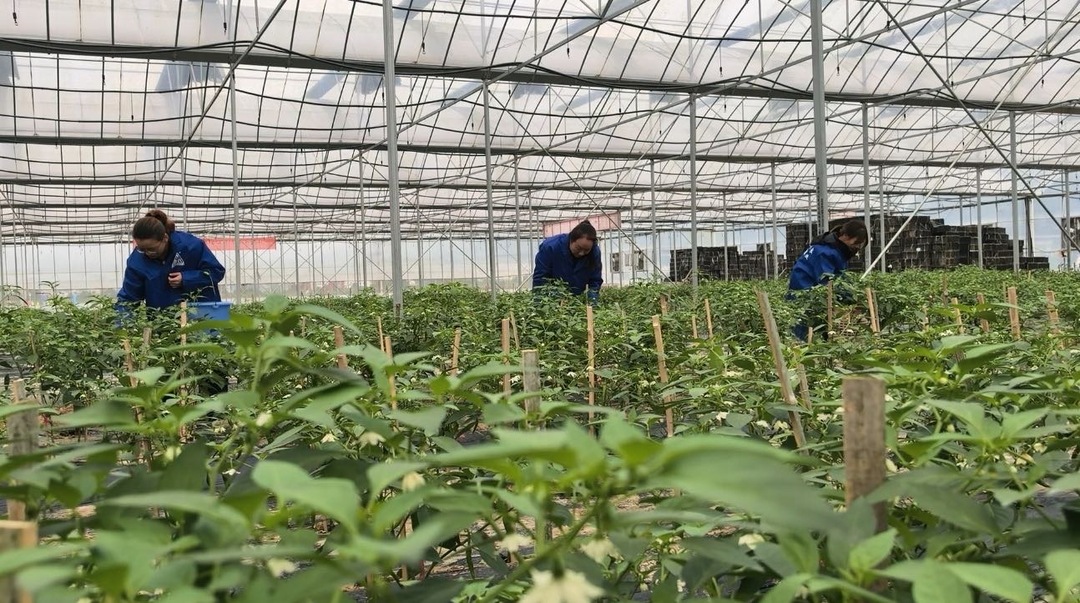 桃江：“空闲棚”变“多产棚”，赚个“棚”满钵满