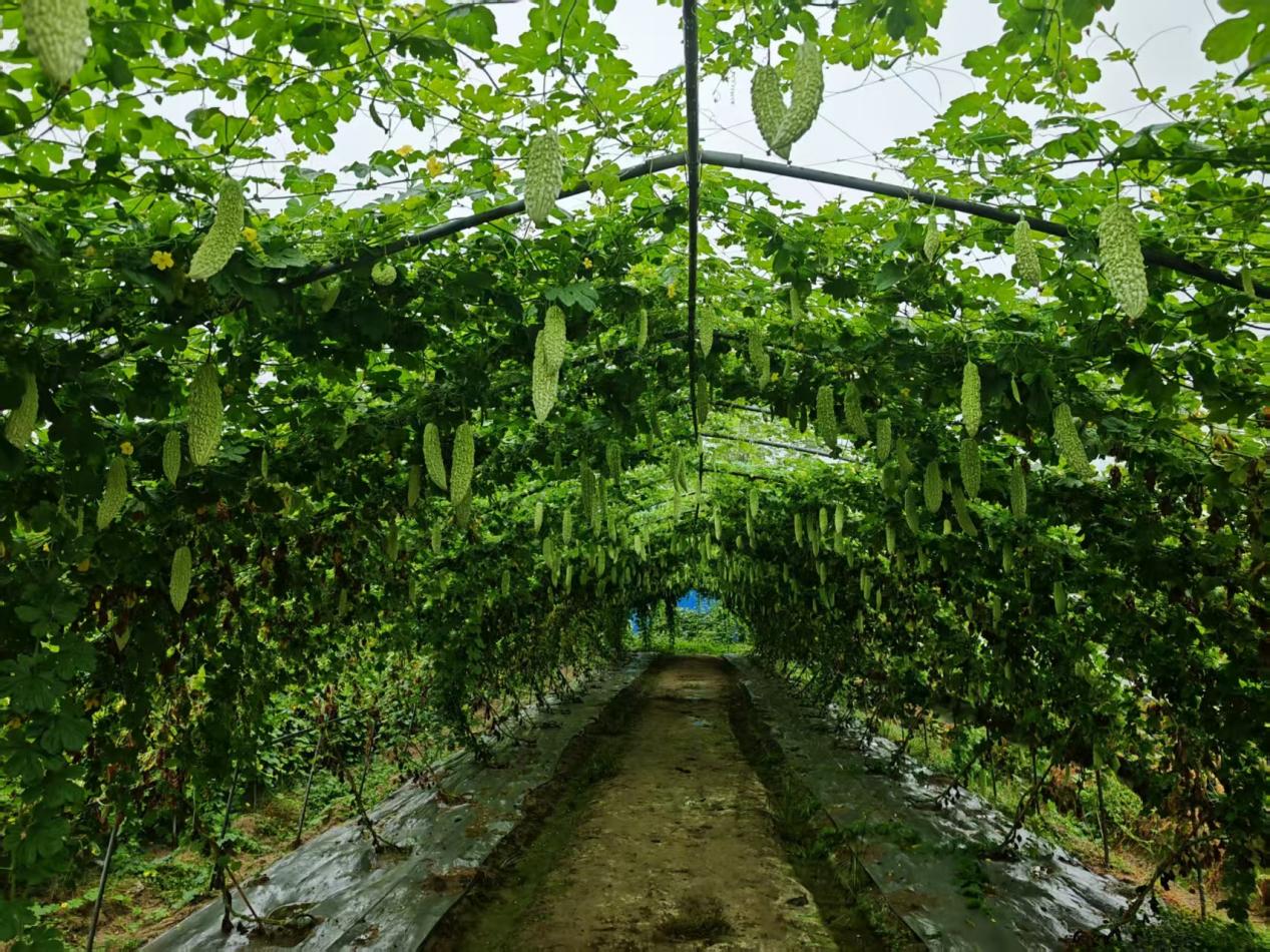 苦瓜嫁接在丝瓜上，长沙“三新三高”新品种苦瓜丰收啦！