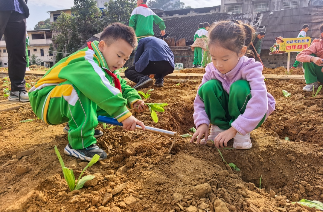 变身小菜农!湘西州砂子坳小学这堂劳动课“接地气”
