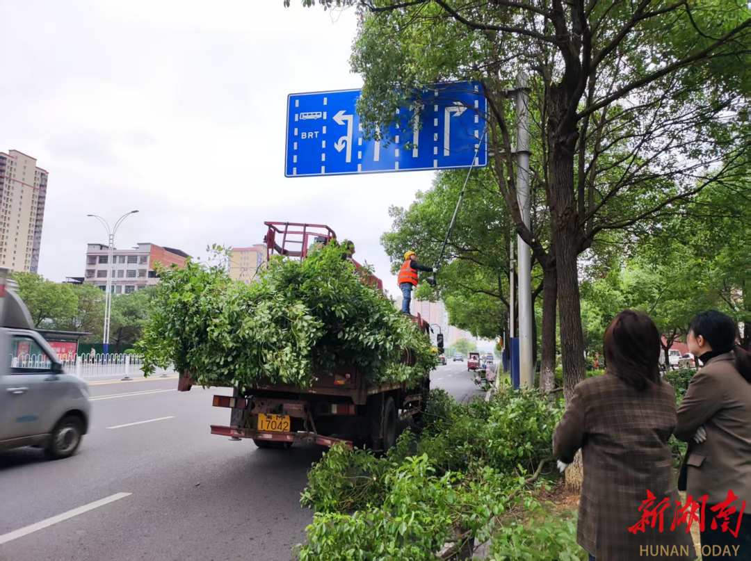 首位度·洁绿行｜守护市民“头顶安全”，永州冷水滩区环卫和园林中心为城区行道树“理发清障”