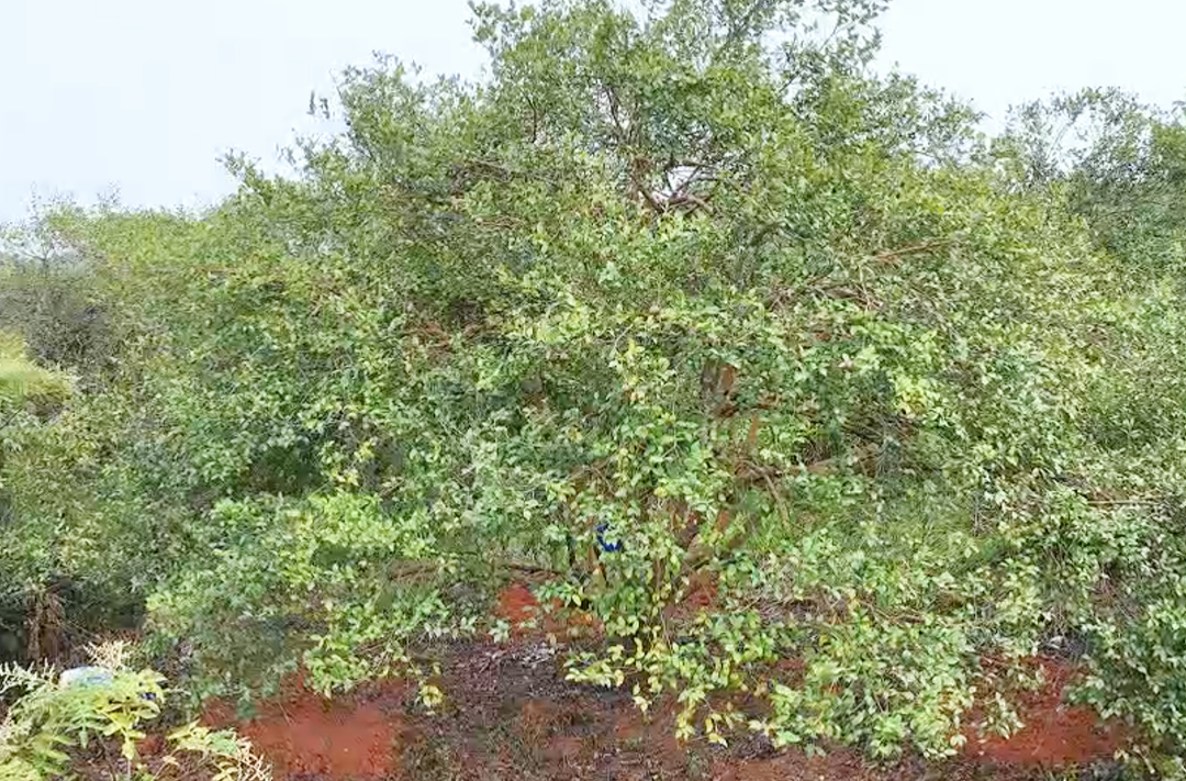 视频｜一棵百岁古茶树的“甜蜜负担”
