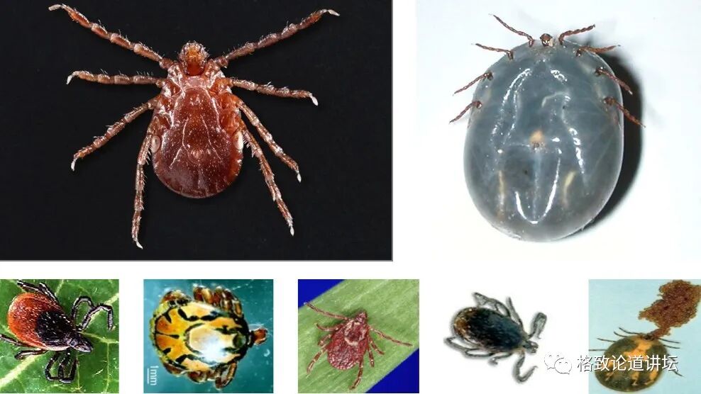 这种潜伏在我们身边的“吸血鬼”一生只吃三顿饭，但一顿就可能要人命