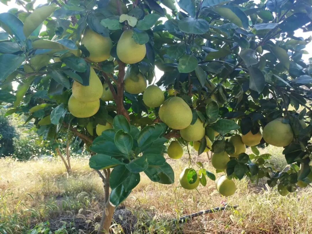 九郎福柚喜获丰收，“金果果”赋能村集体经济“加速跑”