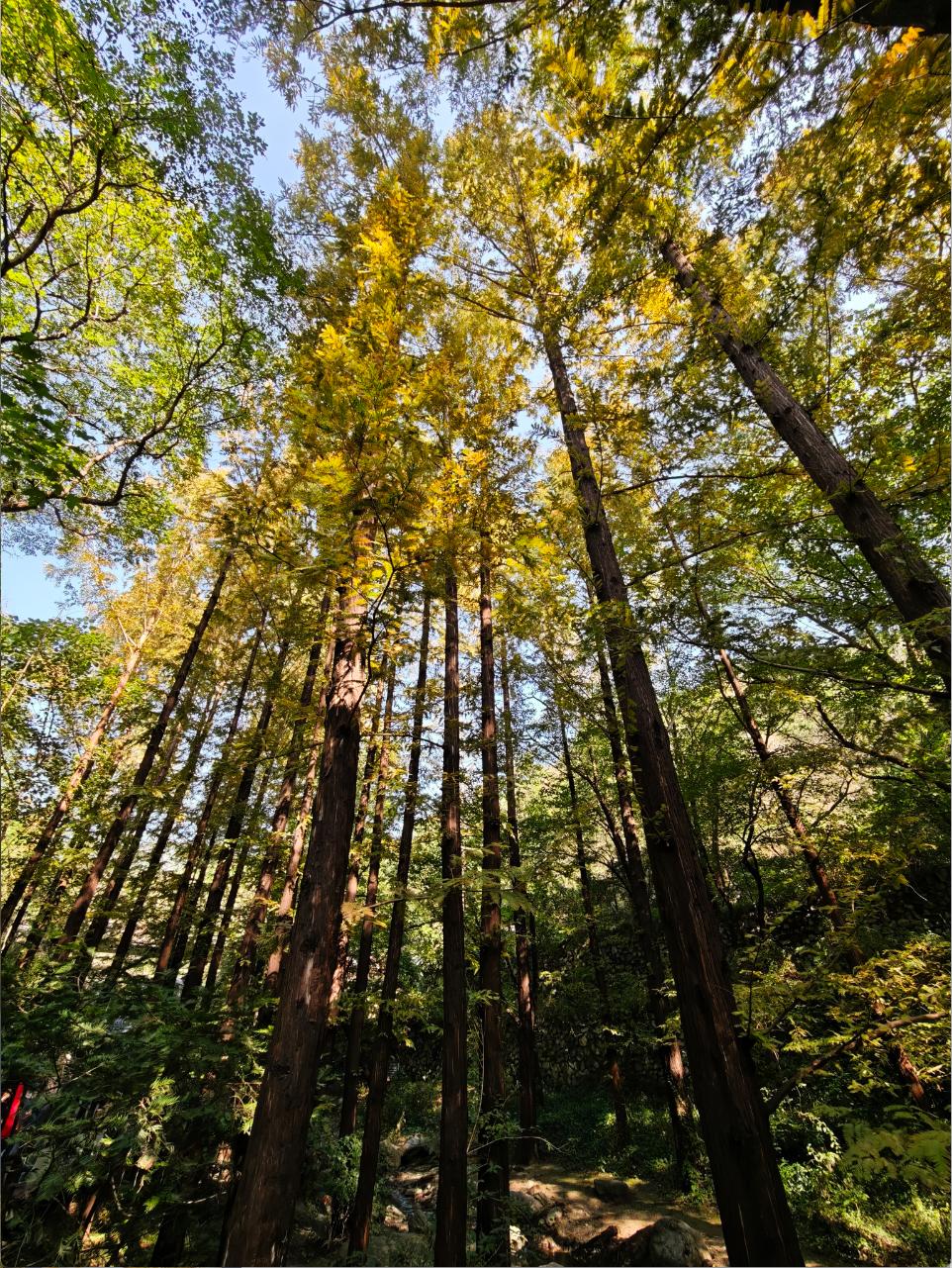 海淀这个水杉林黄了！溪畔栈桥，宛如森林秘境