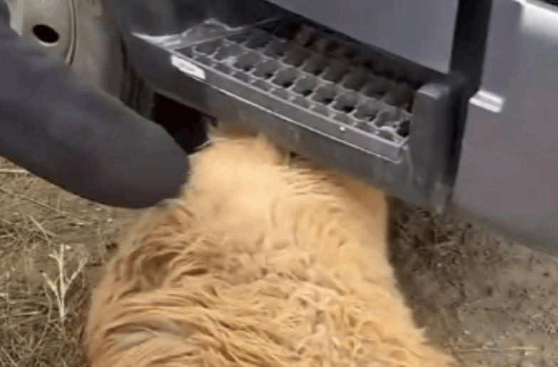 三湘时评丨是什么样的情怀让交通事故成为温暖故事