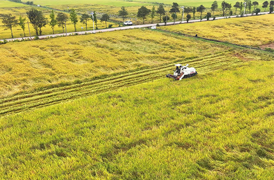 Farmers Busy Working at Fields on Shuangjiang Solar Term