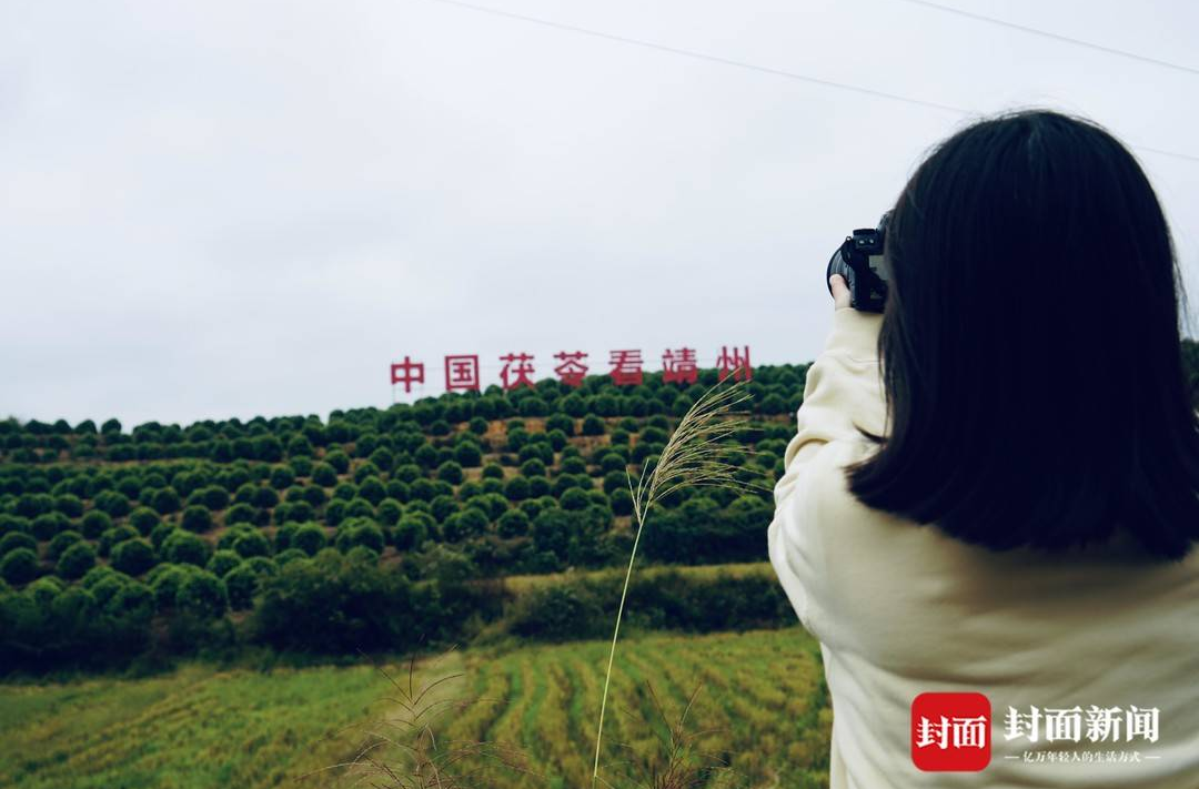袁隆平牵挂的“梅好靖州” 已成为我国最大“茯”地