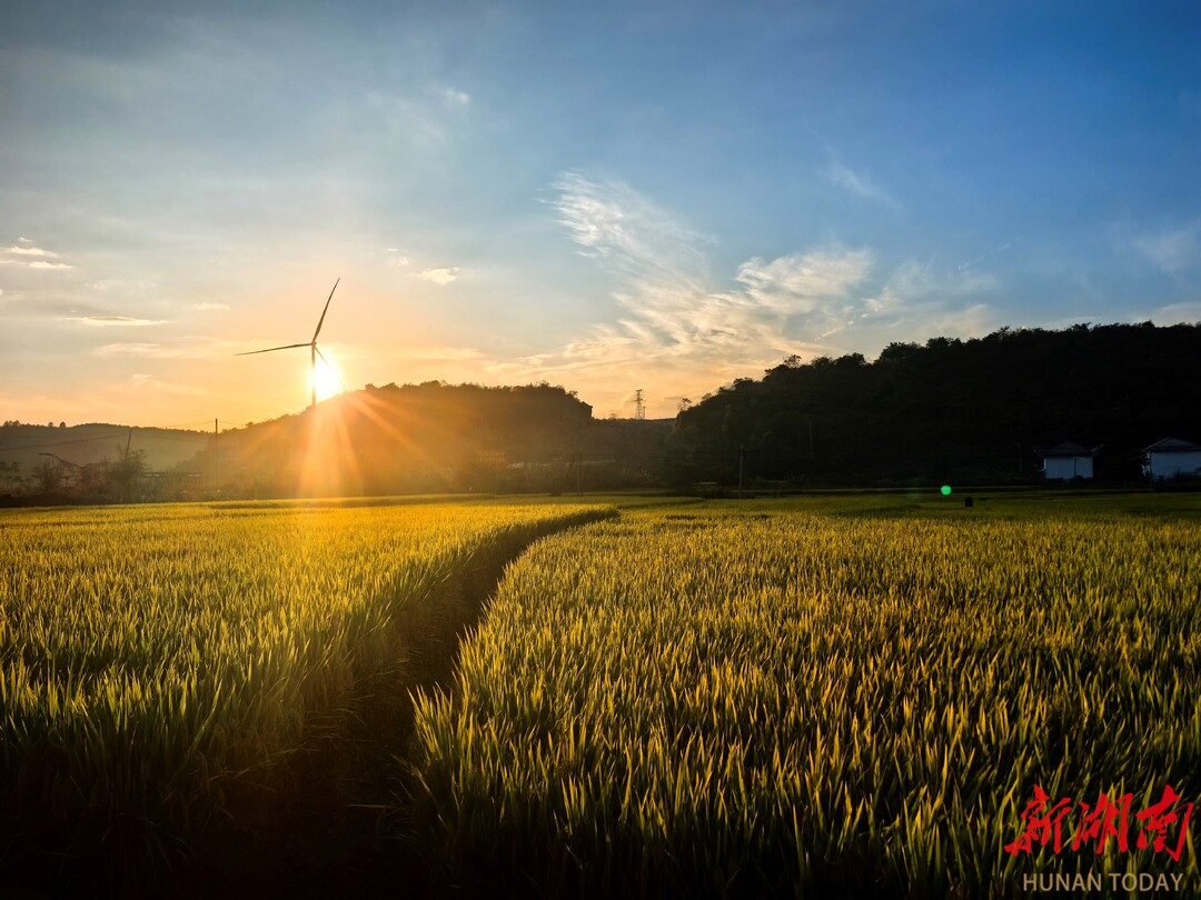 涔天河灌区灌溉供水圆满收官，累计为百万亩良田供水1.1亿立方米