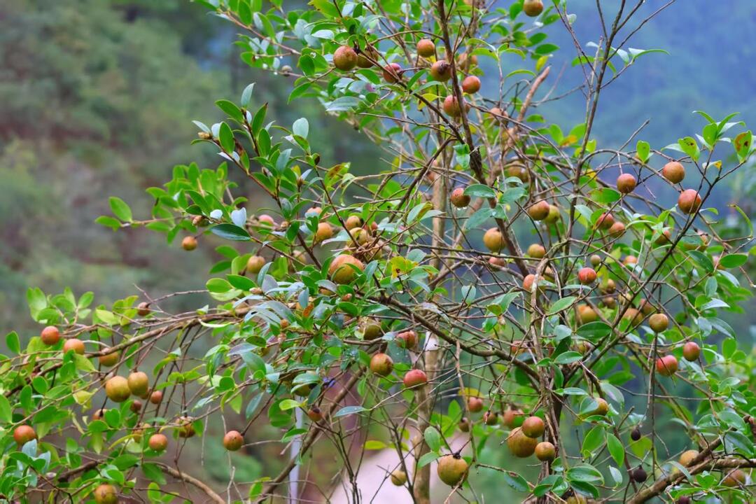 桂东:茶油绘 “丰”景“榨”出“幸福油”