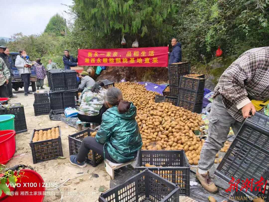 高山猕猴桃:湘西深山的期盼,雁城大地的回响