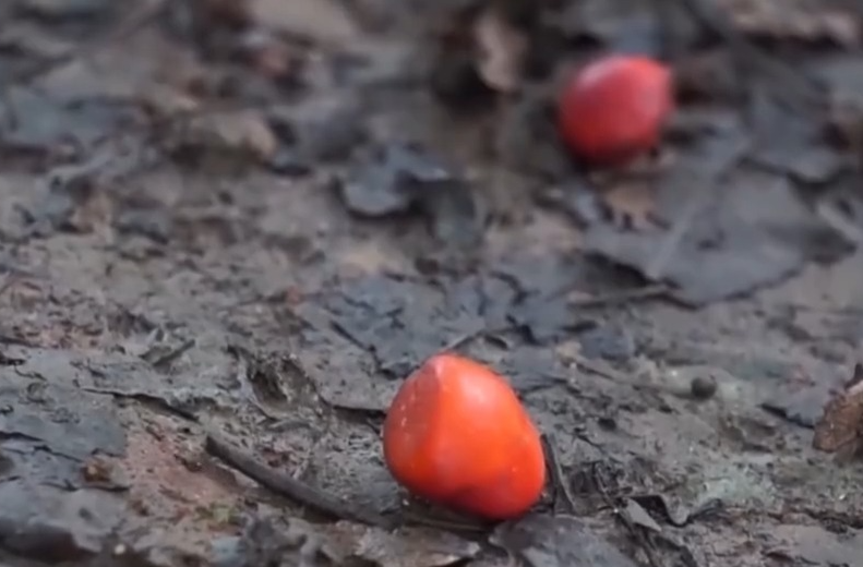 周末·提醒丨“捡秋”有风险 “尝鲜”需谨慎！牢记这些可避隐患