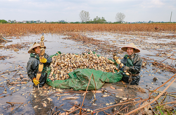 Lotus Roots Enter Harvest Season in Nanxian County