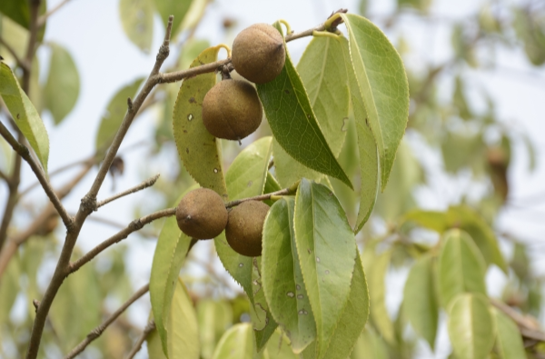 湖南日报特稿|攸县油茶何以香飘世界——从第二届湖南油茶节在攸县举办看“攸县茶油”品牌崛起