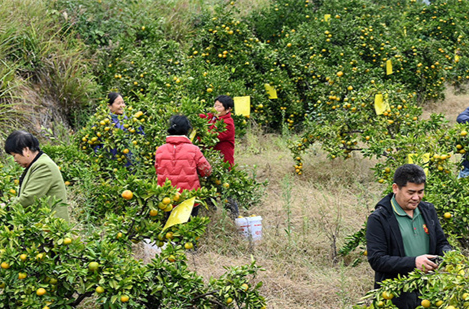 Farmers Harvest Citrus in Dongkou County