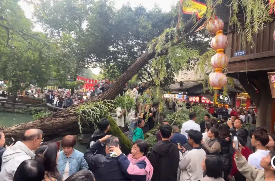 成都锦里古街一古树突然倾倒，当地文旅：有两人受伤已送医，树木内部长久腐烂导致断裂