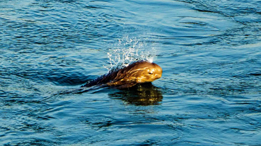 长江“病了”，禁渔五年变样了？