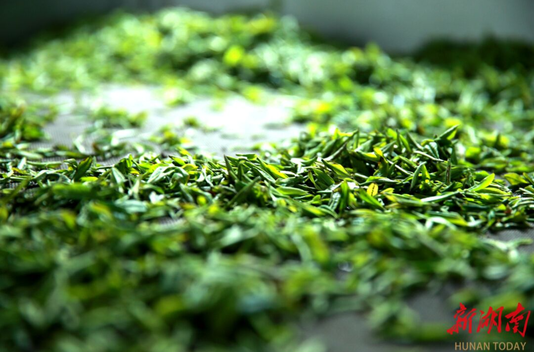 南岳云雾茶斩获2025世界绿茶大赛最高金奖