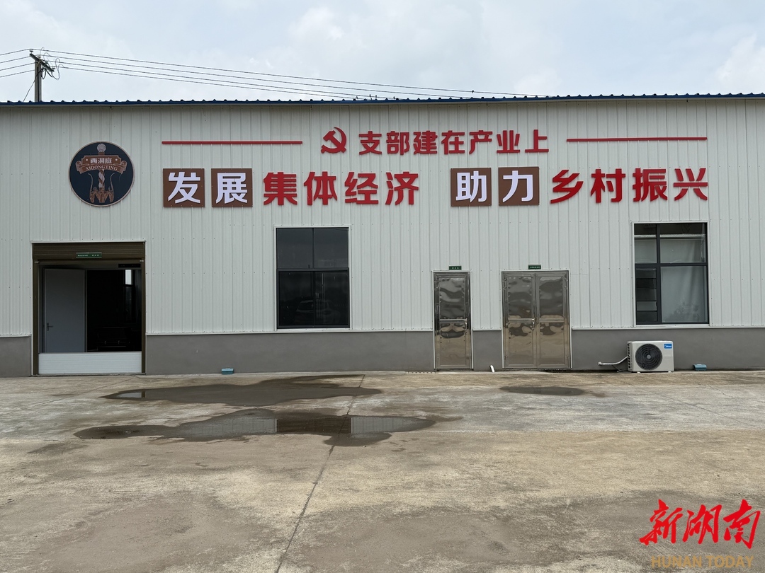 支部建在产业上⑦丨紫湾村：种植朝鲜蓟 带动农户增收