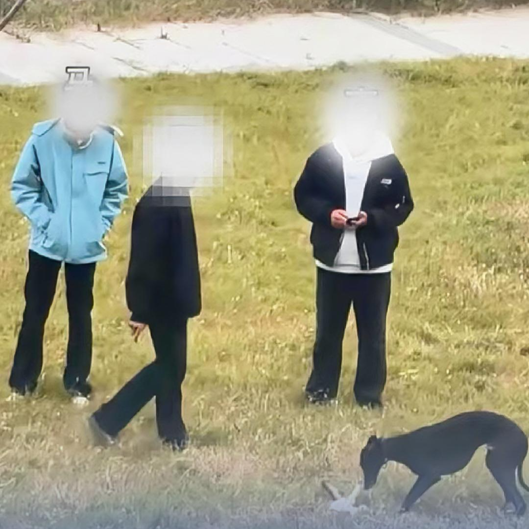 三男子在公共场合放烈性犬虐杀小猫,当地12345回应:公安已经立案调查