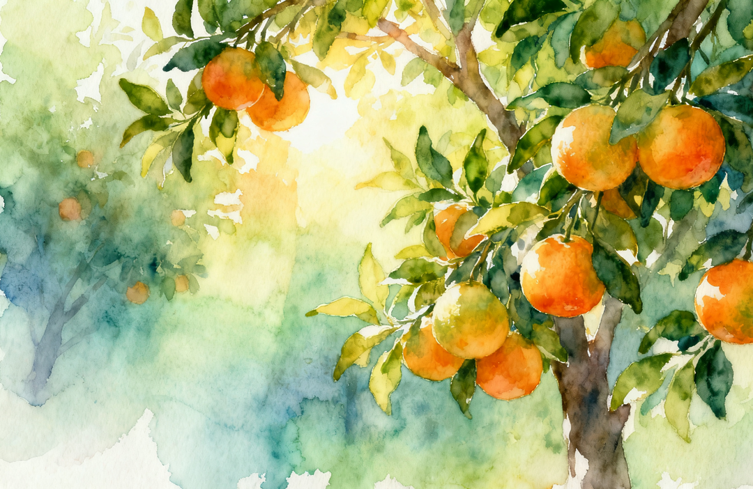 沅澧文苑｜橘红灼千里 山海唤归途