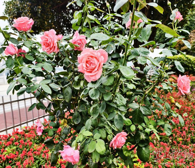 滨江“花廊”变“画廊”,1800棵树状月季进入盛花期