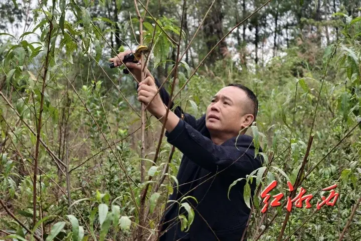 冬桃园里的“拐杖力量”——古丈县残疾人创业者黄俊的奋斗故事 