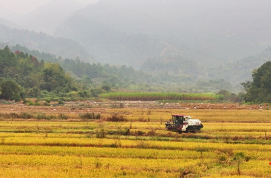Farmers Busy Harvesting Ratoon Rice in Hengdong County
