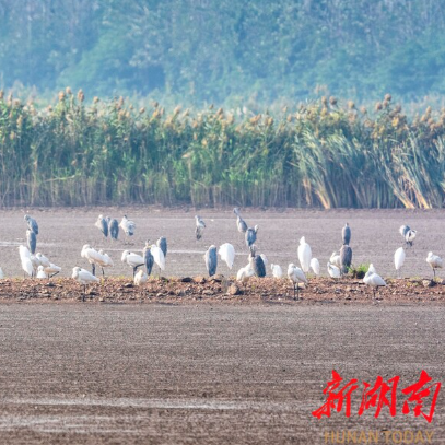候鸟结伴嬉戏 尽显生态之美