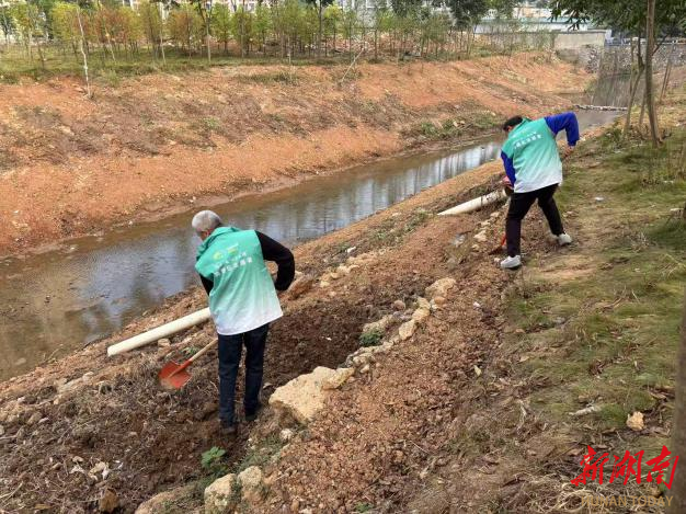 净岸护水,荷塘区在行动