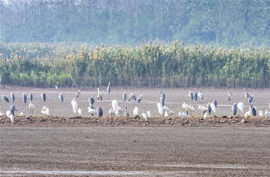 Migrant Birds Flock to Wetland Park in Yueyang