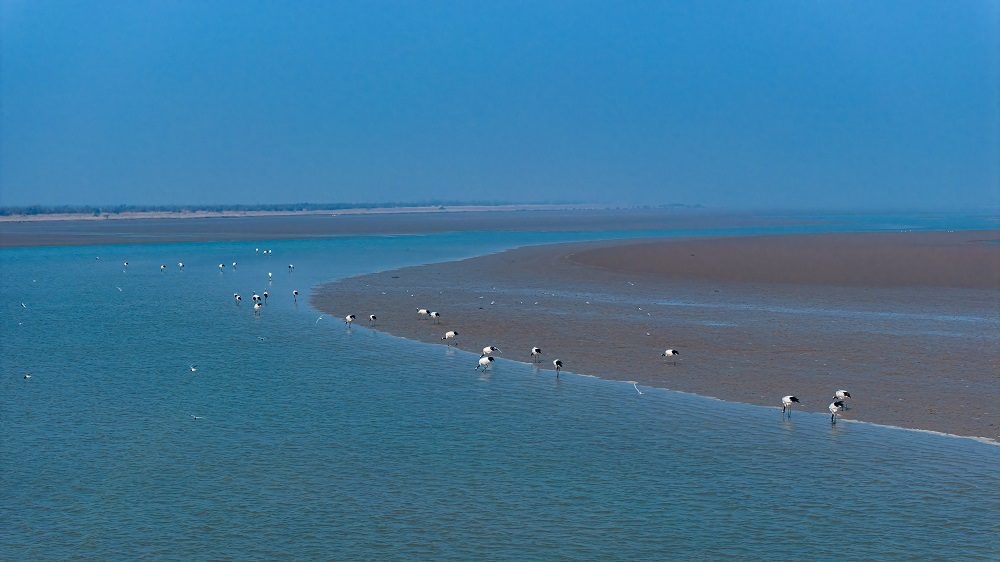 中国鸟类保护成果显著 濒危物种种群数量稳定增长